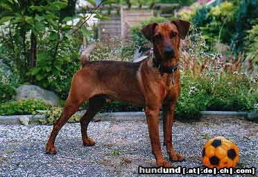 Deutscher Pinscher Hunde Foto 7534 Deutscher Pinscher Buddy von Henks Hütte