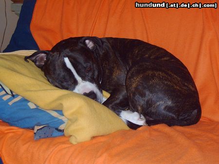 Deutscher Pinscher Hunde Foto 15532 Deutscher Pinscher Mein Kampfschmuser