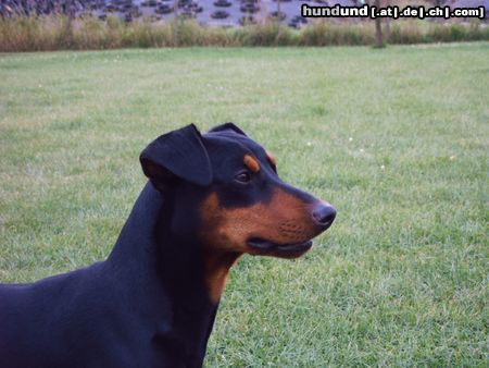 Deutscher Pinscher Hagrid v. Cronsbach, Kopfstudie
