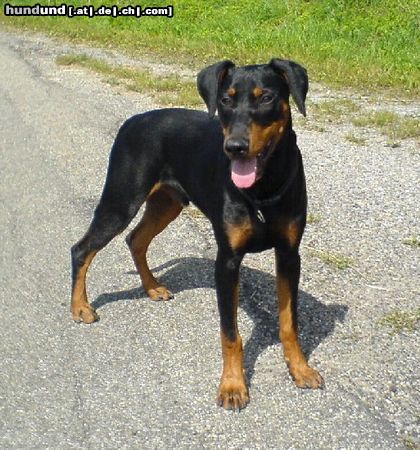 Deutscher Pinscher Hunde Foto 25693 Deutscher Pinscher Lennox, just 6 Monate