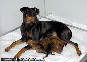 Deutscher Pinscher Hunde Foto 10458 Deutscher Pinscher Dark Angels A-Wurf (Fame vom Dörnle alias Shila)