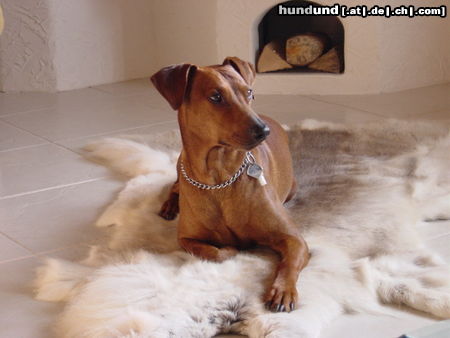 Deutscher Pinscher Hunde Foto 24472 in höherer Auflösung ansehen Deutscher Pinscher Gany liegt eben gern weich