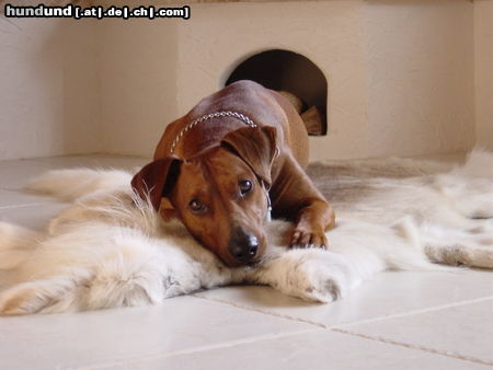 Deutscher Pinscher Hunde Foto 24471 in höherer Auflösung ansehen Deutscher Pinscher Gany 7 Jahre