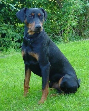 Deutscher Pinscher Lennox, knapp 17 Monate