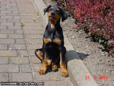 Deutscher Pinscher Hunde Foto 26244 in höherer Auflösung ansehen Deutscher Pinscher York vom Nordkristall