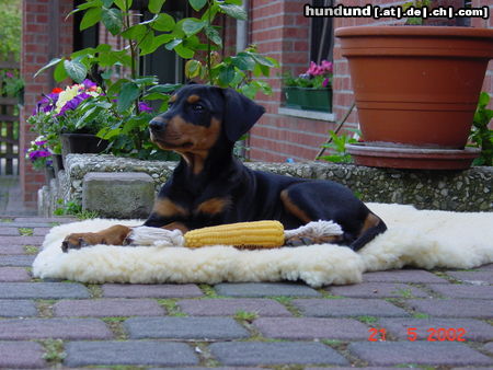 Deutscher Pinscher York vom Nordkristall