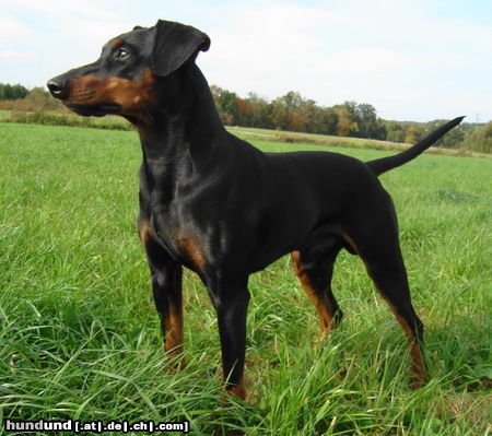 Deutscher Pinscher Hunde Foto 44997 Deutscher Pinscher Haller Barnabas unser