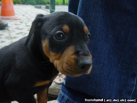 Deutscher Pinscher Hunde Foto 22999 in höherer Auflösung ansehen Deutscher Pinscher