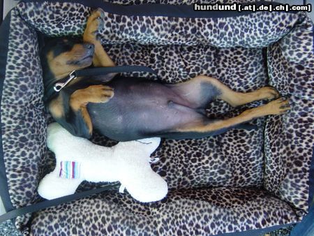 Deutscher Pinscher Hunde Foto 22998 in höherer Auflösung ansehen Deutscher Pinscher