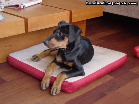 Deutscher Pinscher Hunde Foto 23000 in höherer Auflösung ansehen Deutscher Pinscher