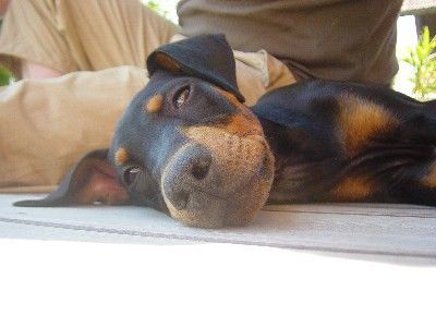 Deutscher Pinscher Hunde Foto 30330 Deutscher Pinscher Lennox mit 3 Monaten