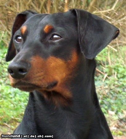 Deutscher Pinscher Hunde Foto 45735 Deutscher Pinscher Haller Barnabas