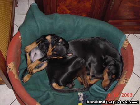 Deutscher Pinscher .. Freunde .. Xantos & York