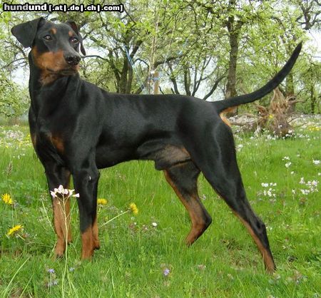 Deutscher Pinscher Haller Barnabas