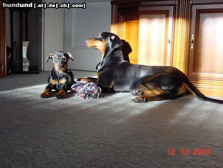 Deutscher Pinscher Xantos von Bansow & York vom Nordkristall