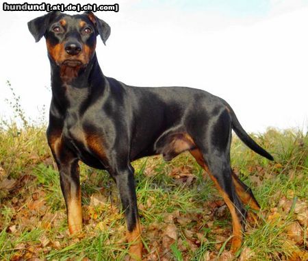 Deutscher Pinscher Haller Barnabas