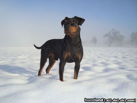 Deutscher Pinscher Haller Barnabas