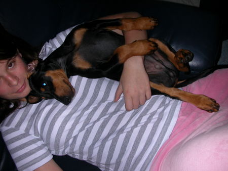 Deutscher Pinscher Hunde Foto 39535 in höherer Auflösung ansehen Deutscher Pinscher Quentin13 Wo. mit Frauchen Nr. 2