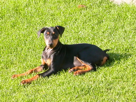 Deutscher Pinscher Hunde Foto 39343 in höherer Auflösung ansehen Deutscher Pinscher ein kleines Sonnenbad...Quentin