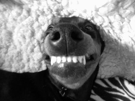 Deutscher Pinscher Hunde Foto 39523 in höherer Auflösung ansehen Deutscher Pinscher Mein allerschönstes Lächeln :D