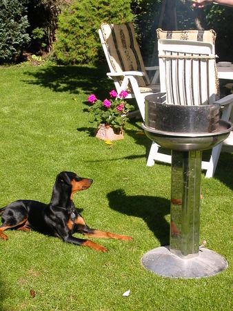 Deutscher Pinscher Hunde Foto 42228 in höherer Auflösung ansehen Deutscher Pinscher ALLES MEINS!! Quentin als Grill-Wachhund..