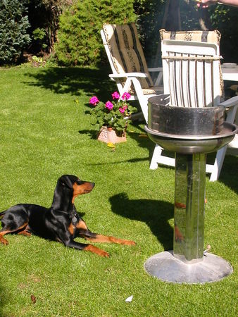 Deutscher Pinscher ALLES MEINS!! Quentin als Grill-Wachhund..