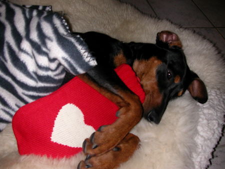 Deutscher Pinscher Hunde Foto 40175 in höherer Auflösung ansehen Deutscher Pinscher