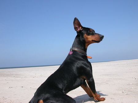 Deutscher Pinscher Hunde Foto 42041 in höherer Auflösung ansehen Deutscher Pinscher