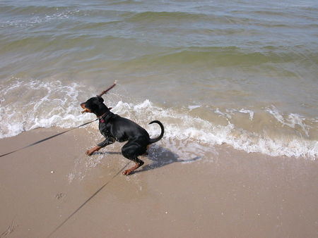 Deutscher Pinscher Hunde Foto 42232 in höherer Auflösung ansehen Deutscher Pinscher Bäh, kalt und nass und dann auch noch immer über den Kopf...