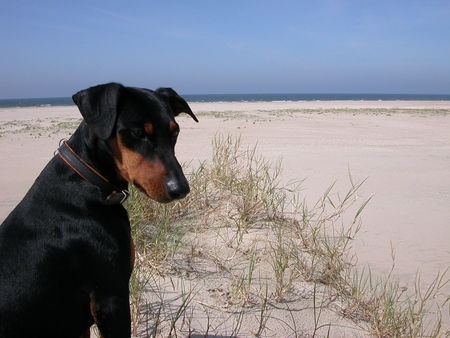 Deutscher Pinscher Sonne, Strand und Meer! Ganz nach Quentin's Geschmack