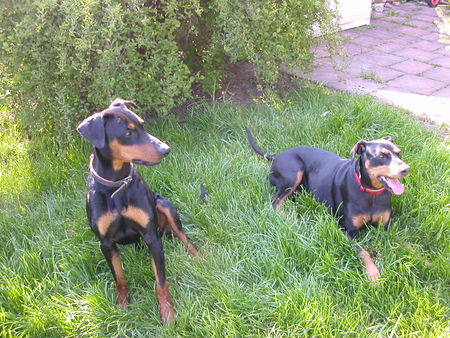 Deutscher Pinscher Hunde Foto 42231 in höherer Auflösung ansehen Deutscher Pinscher Quentin und seine gaanz große Liebe: Sally