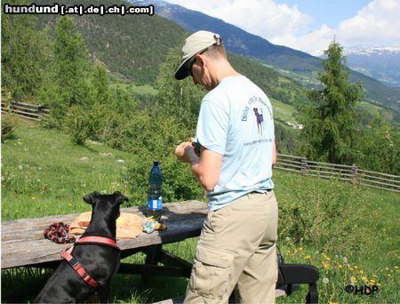 Deutscher Pinscher Hunde Foto 44446 Deutscher Pinscher Vesper - Deutscher Pinscher Dinka in Südtirol