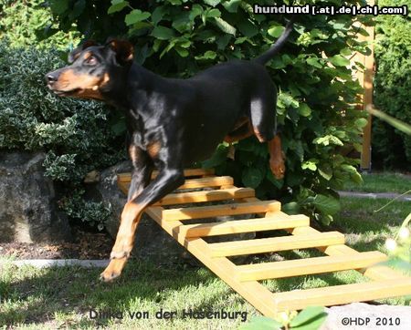 Deutscher Pinscher Pinscher-Veteranin (Haller Deutsche Pinscher)