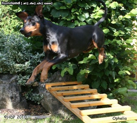 Deutscher Pinscher Hunde Foto 45939 Deutscher Pinscher fliegende Ophelia (Haller Deutsche Pinscher)