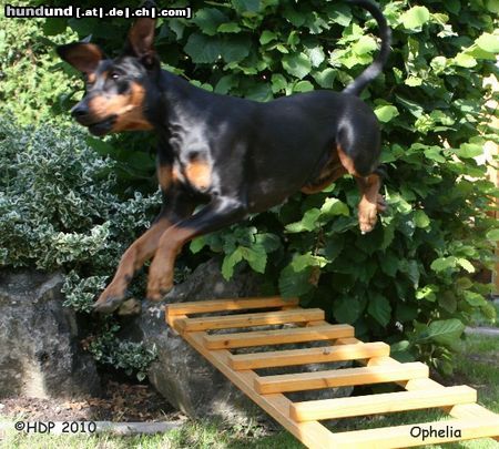 Deutscher Pinscher fliegende Ophelia (Haller Deutsche Pinscher)