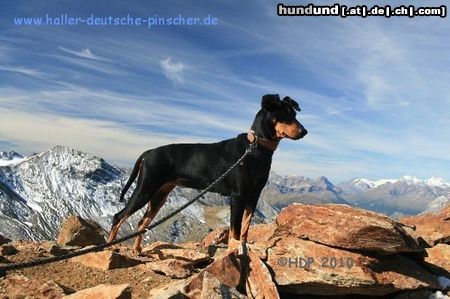 Deutscher Pinscher Rötlspitz - 3.026 m - (Dinka mit über acht Jahren auf nem Dreitausender)