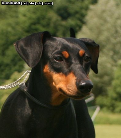 Deutscher Pinscher Hunde Foto 44919 Deutscher Pinscher Deutsche Pinscher Hündin Ophelia (Haller Deutsche Pinscher)