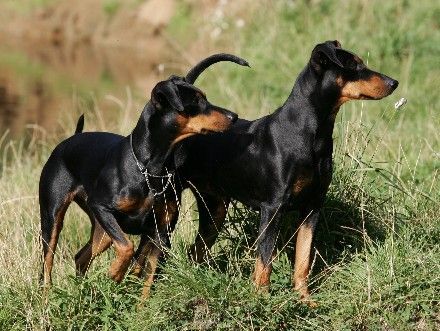 Deutscher Pinscher Duffyco's Ophelia & Dinka v.d. Hasenburg (Haller Deutsche Pinscher)