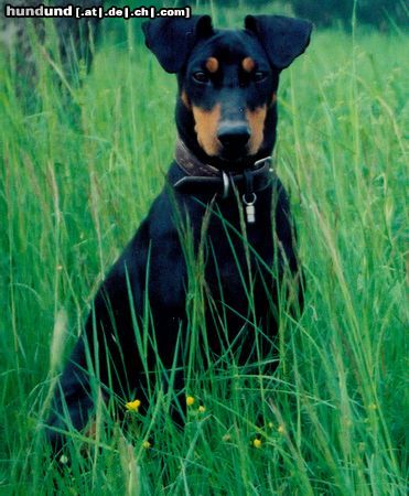 Deutscher Pinscher Hunde Foto 12842 Deutscher Pinscher Dinka von der Hasenburg