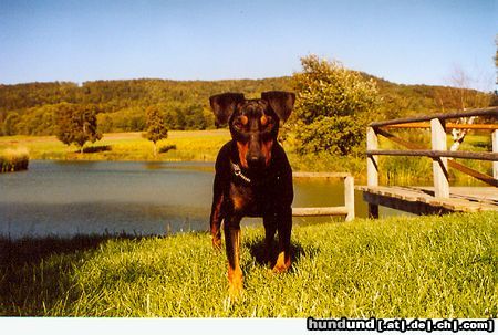 Deutscher Pinscher Hunde Foto 15504 Deutscher Pinscher Dinka in der Septembersonne