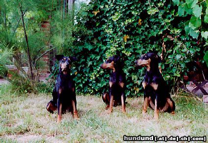 Deutscher Pinscher Hunde Foto 15505 Deutscher Pinscher Dinka und Daphne von der Hasenburg mit Mutter Cora