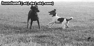 Deutscher Pinscher Hunde Foto 16805 Deutscher Pinscher Dinka und Spike (16-Wochen junger Welpe beim Erziehungsspiel mit instinktsicherer DP-Hündin)