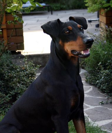 Deutscher Pinscher Hunde Foto 39385 Deutscher Pinscher Dinka von der Hasenburg