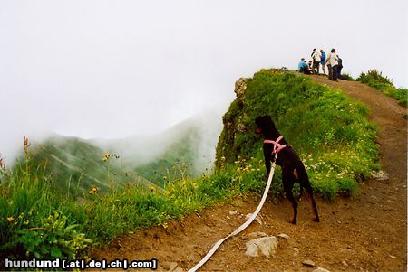 Deutscher Pinscher Dinka, die Gipfelstürmerin (.. um seinen Gipfel jagen - Nebelschwaden ..)