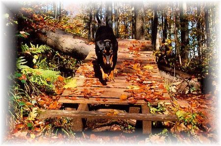Deutscher Pinscher Dinka auf der 
