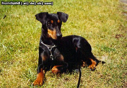 Deutscher Pinscher Hunde Foto 16451 Deutscher Pinscher Selbstbewußt, temperamentvoll, liebevoll und charmant- so ist sie