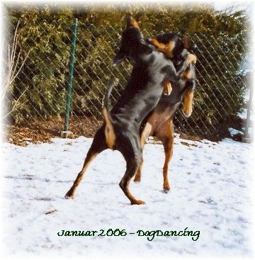 Deutscher Pinscher Hunde Foto 30065 in höherer Auflösung ansehen Deutscher Pinscher DogDancing
