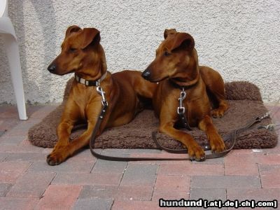 Deutscher Pinscher Hunde Foto 26517 in höherer Auflösung ansehen Deutscher Pinscher Tiffany Black Bohemia und Victoria vd Walhecke