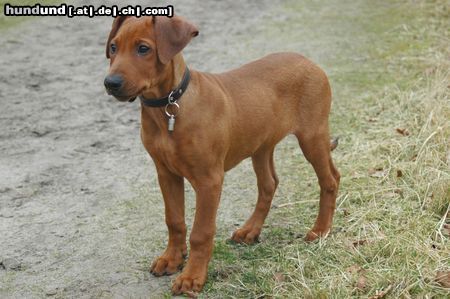 Deutscher Pinscher eMeneMs Mister Timo, Rude, Welpe Rott