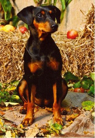 Deutscher Pinscher Hunde Foto 35454 Deutscher Pinscher Haller Herbst (Duffyco's Ophelia und der
